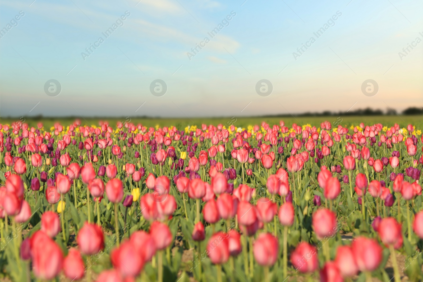 Photo of Field with fresh beautiful tulips. Blooming flowers