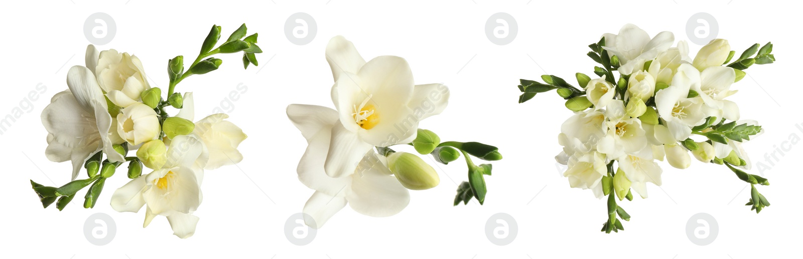 Image of Set with beautiful fragrant freesia flowers on white background. Banner design