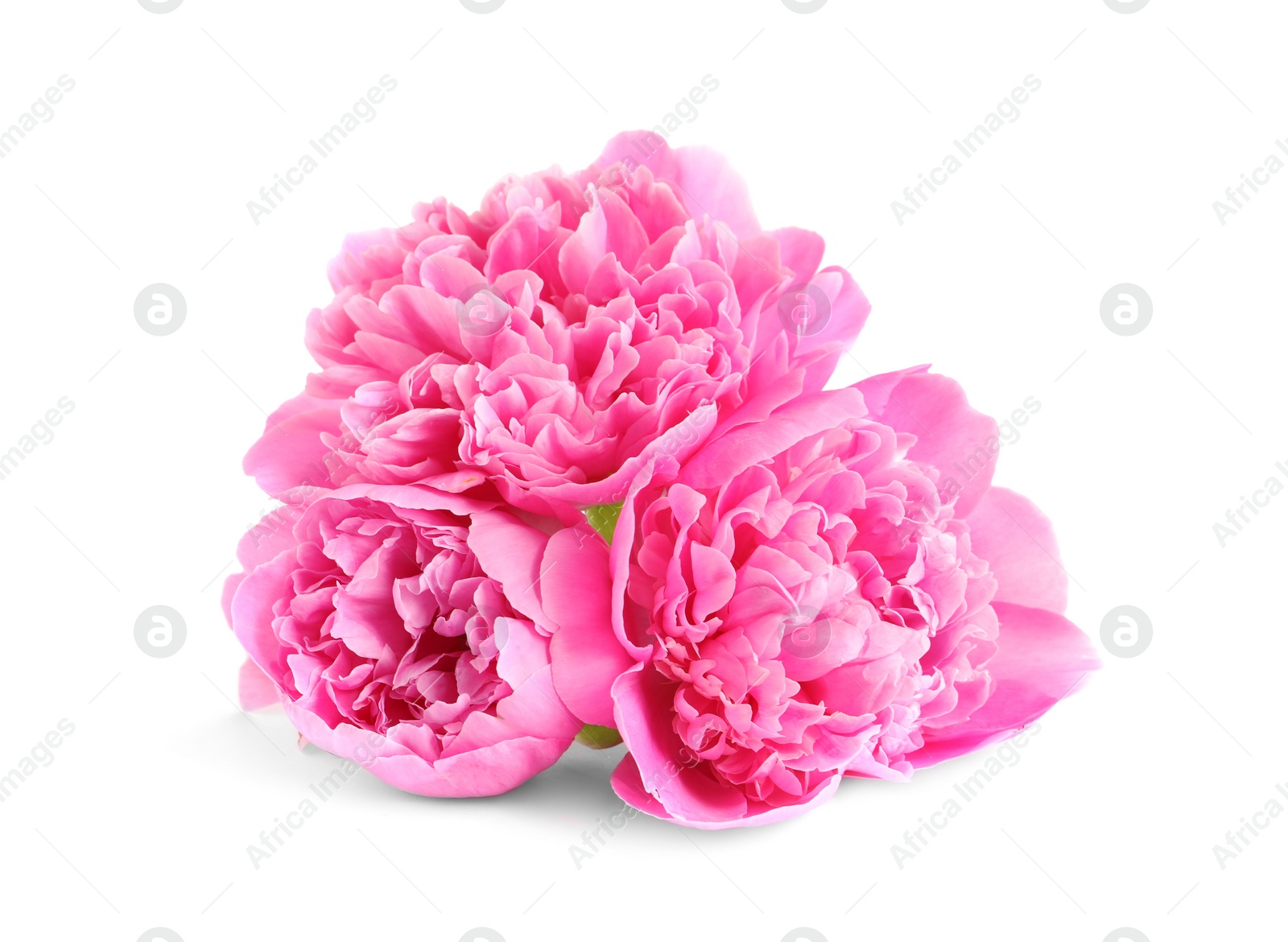 Photo of Beautiful fresh peony flowers on white background