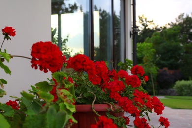 Photo of Red potted geranium at house near modern garden