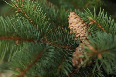 Cones growing on fir branch outdoors, closeup