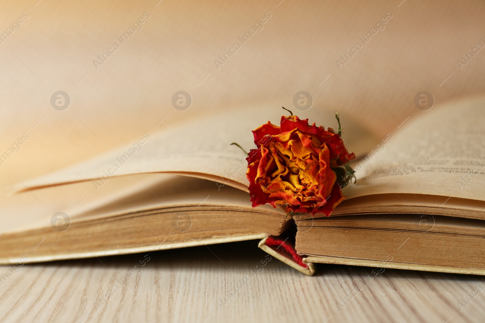 Photo of Book with beautiful dried flower on wooden table, closeup