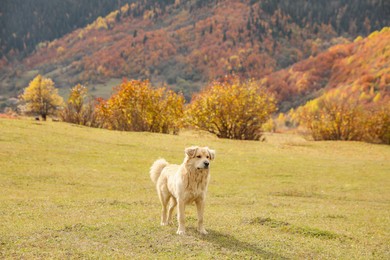 Photo of Cute dog walking in mountains on sunny day
