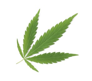 Photo of Fresh green hemp leaf on white background, top view