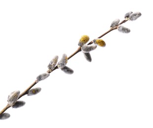 Photo of Beautiful blooming willow branch isolated on white