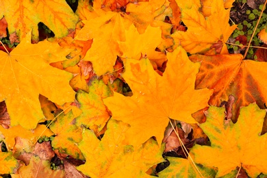 Photo of Beautiful orange autumn leaves as background, top view
