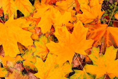 Beautiful orange autumn leaves as background, top view