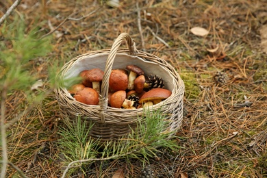 Photo of Basket full of fresh boletus mushrooms in forest