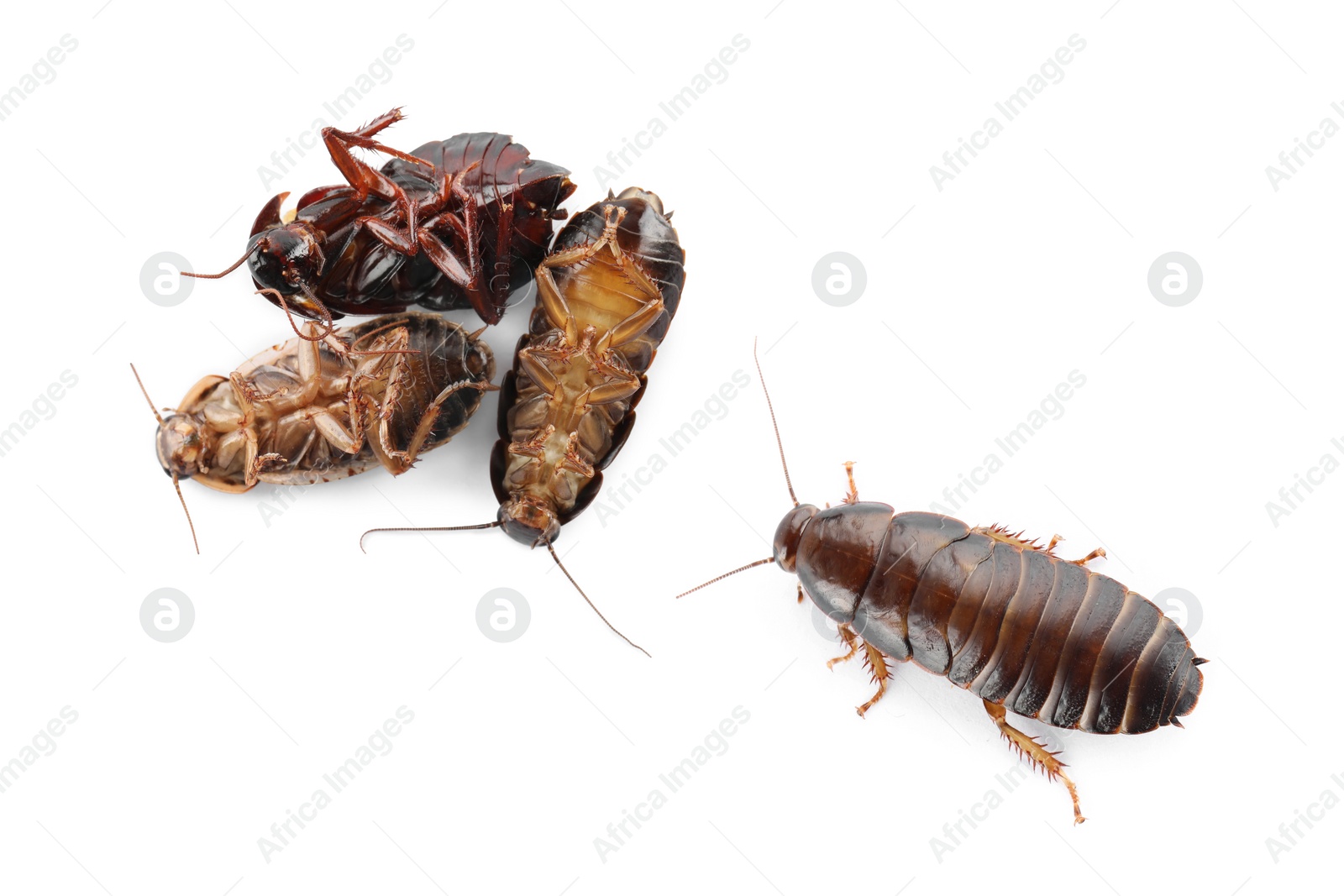 Image of Group of brown cockroaches on white background. Pest control