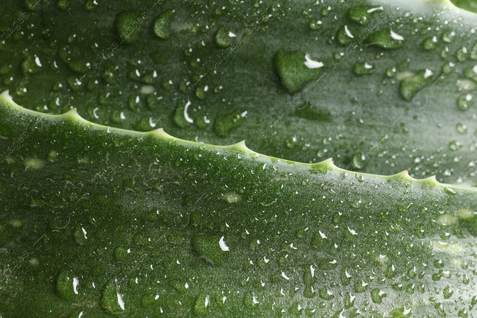 Photo of Fresh aloe vera leaves with water drops as background, closeup