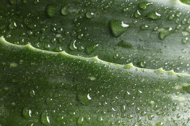 Fresh aloe vera leaves with water drops as background, closeup