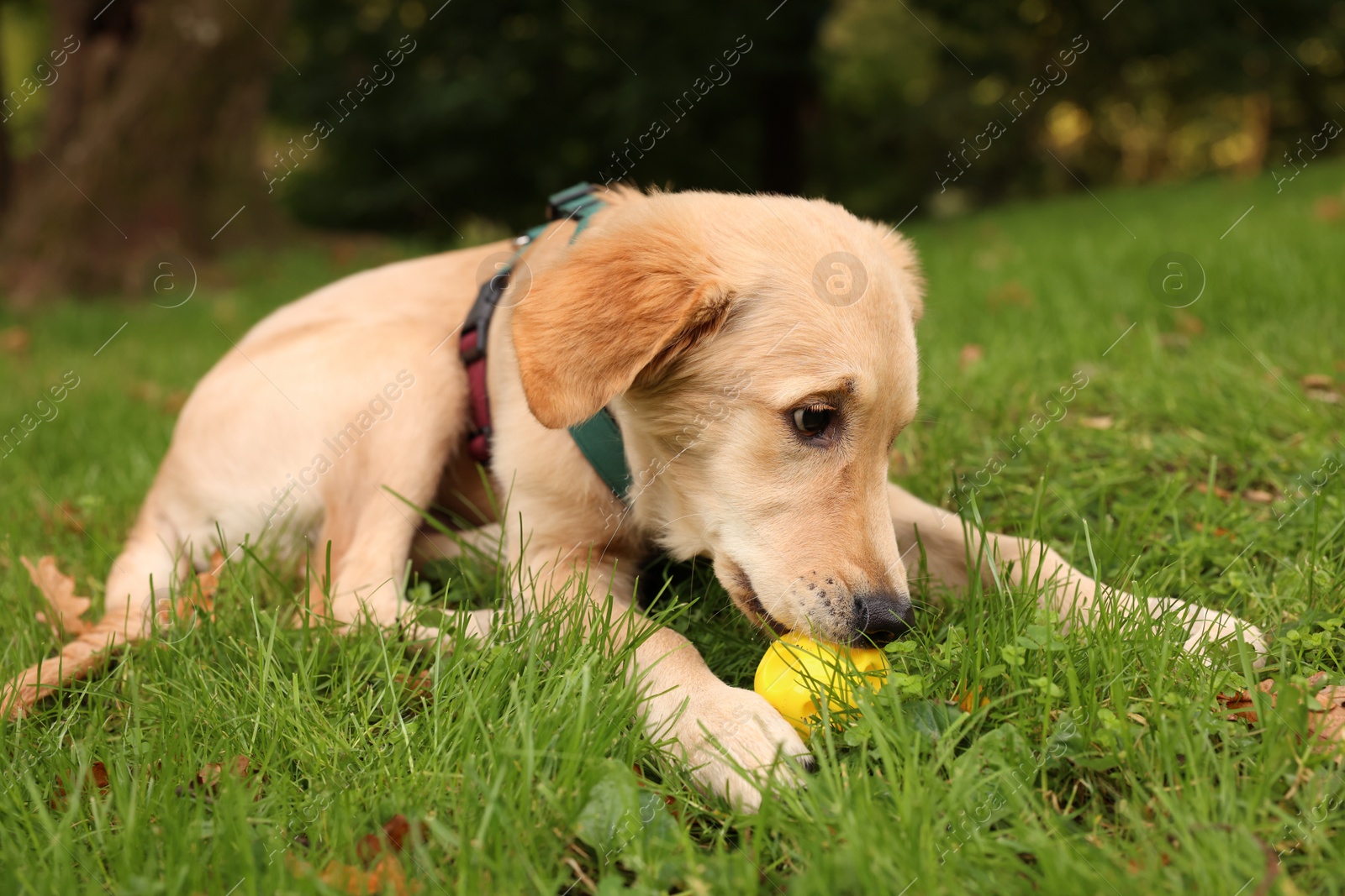 Photo of Cute Labrador Retriever puppy playing with ball on green grass in park