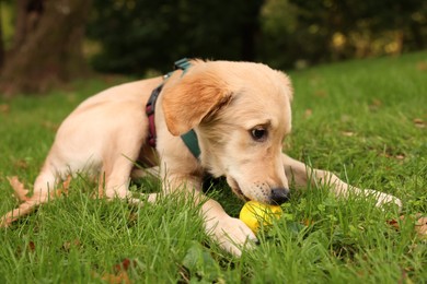 Photo of Cute Labrador Retriever puppy playing with ball on green grass in park