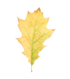 Photo of Autumn season. One yellow leaf isolated on white