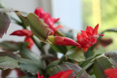 Beautiful crab cactus with red flowers, closeup