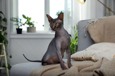 Photo of Curious sphynx cat on sofa at home