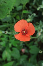 Photo of Beautiful blooming red poppy in garden, closeup