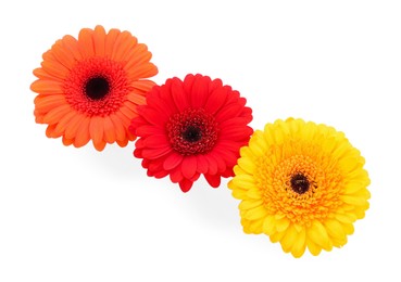 Photo of Beautiful colorful gerbera flowers isolated on white, top view