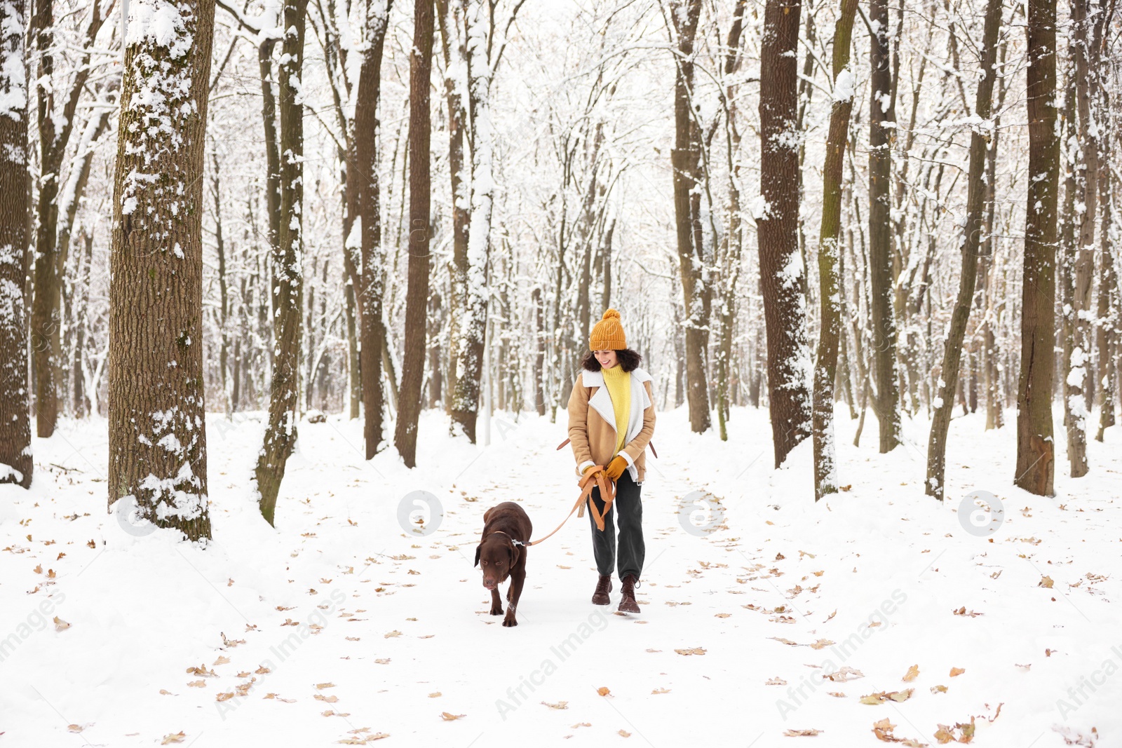 Photo of Woman walking with adorable Labrador Retriever dog in snowy park