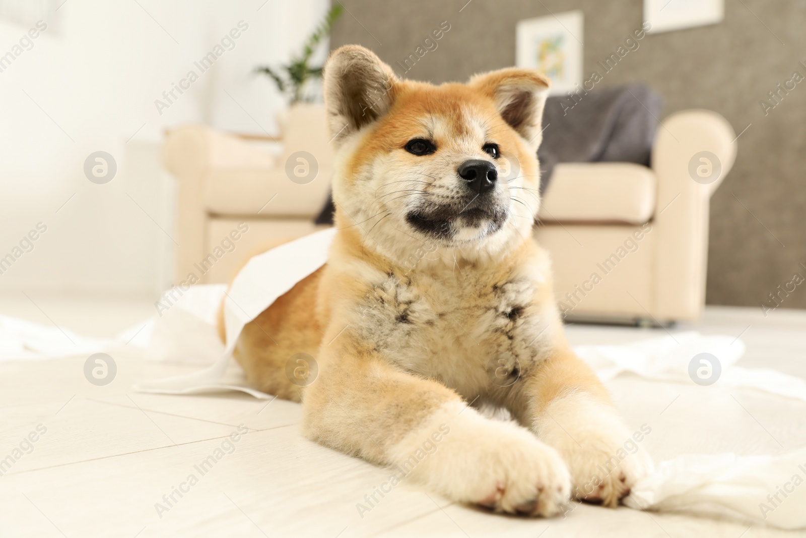 Photo of Cute akita inu puppy lying on floor indoors