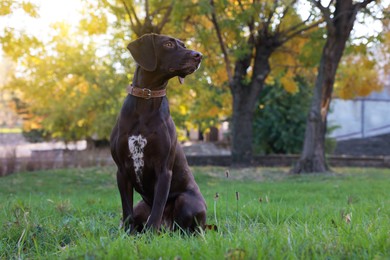 Cute German Shorthaired Pointer dog sitting on green grass in park, space for text