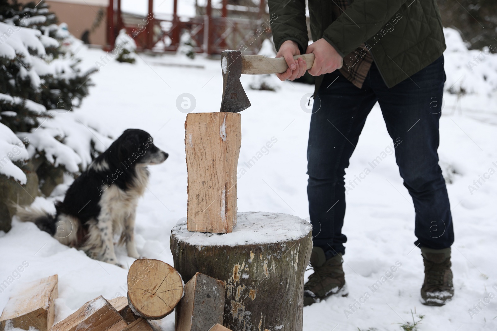 Photo of Man chopping wood with axe next to cute dog outdoors on winter day, closeup