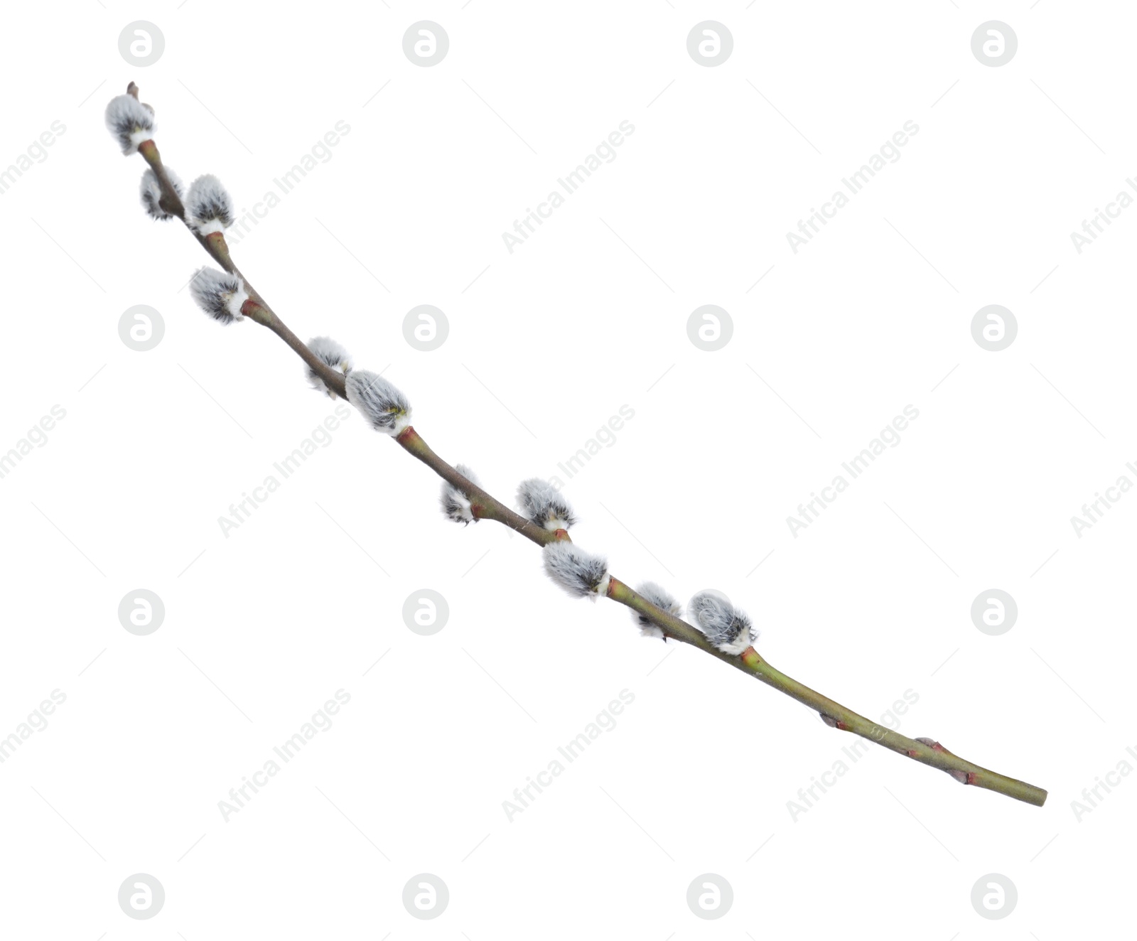 Photo of Beautiful blooming pussy willow branch isolated on white