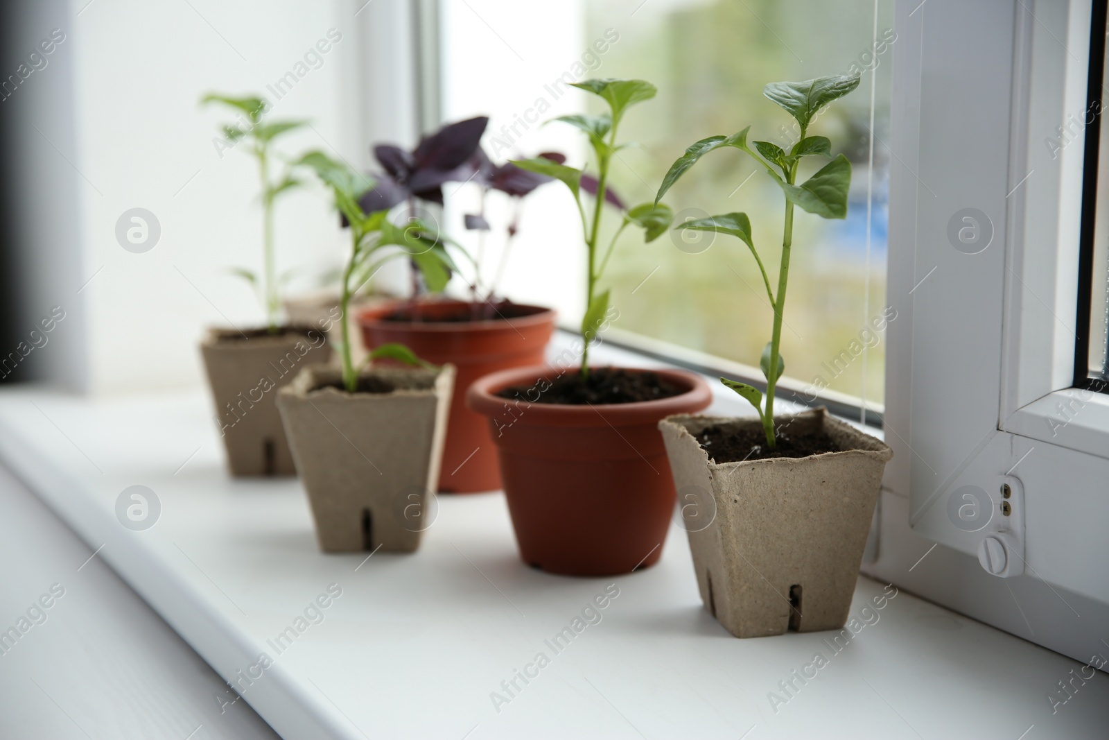 Photo of Window sill with young vegetable seedlings indoors