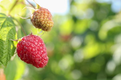 Raspberry branch with ripening berries outdoors, closeup. Space for text
