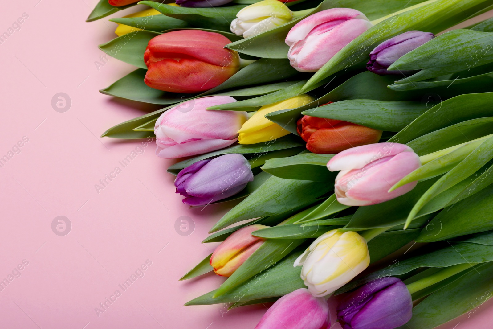 Photo of Beautiful colorful tulips on pale pink background