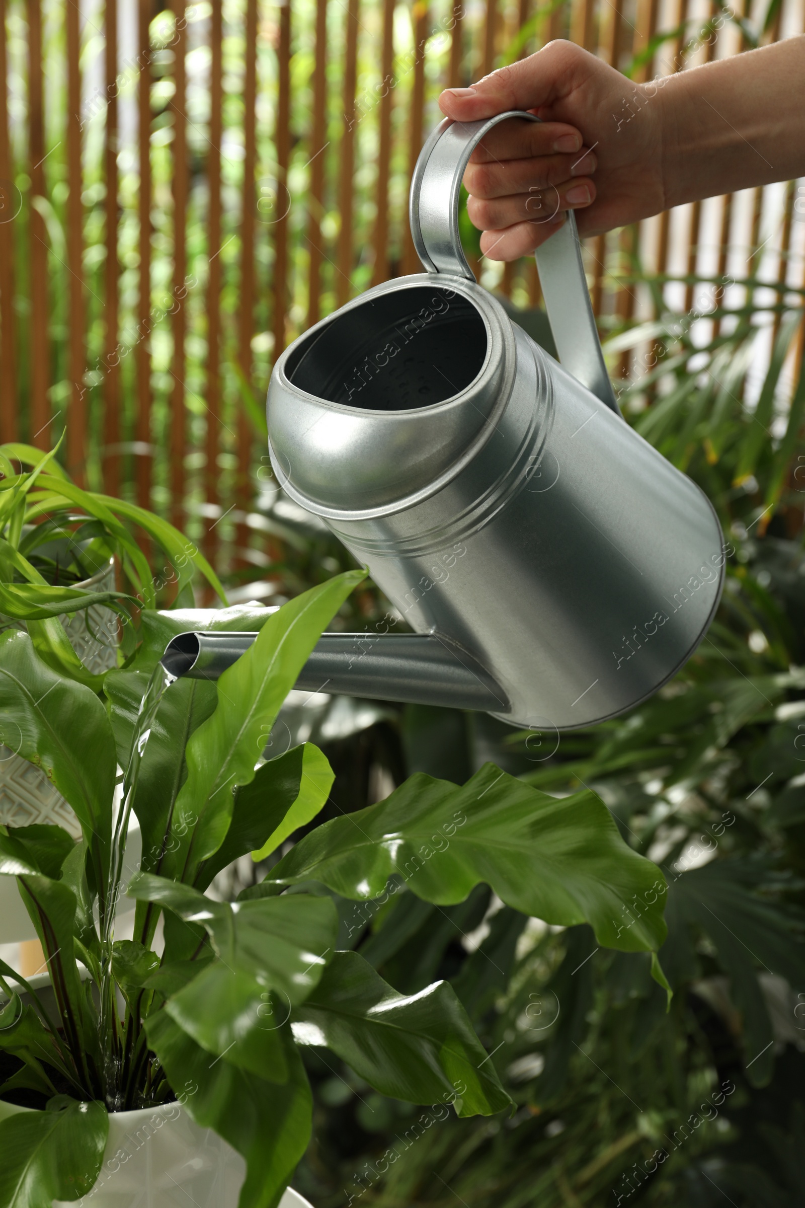 Photo of Woman watering beautiful house plant from can, closeup