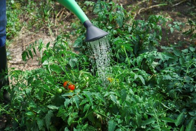 Man watering tomato plants growing in garden, closeup