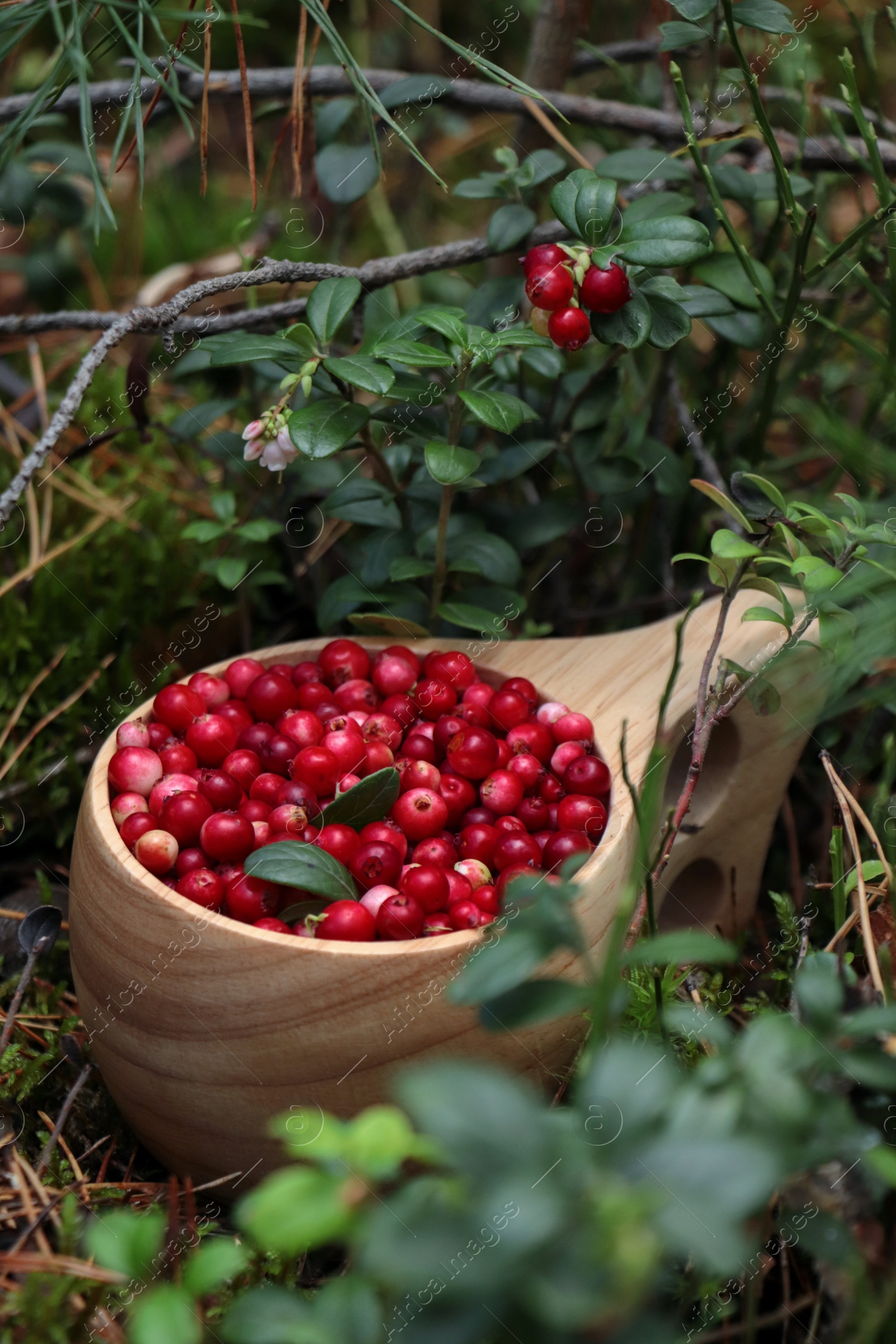 Photo of Many tasty ripe lingonberries in wooden cup outdoors