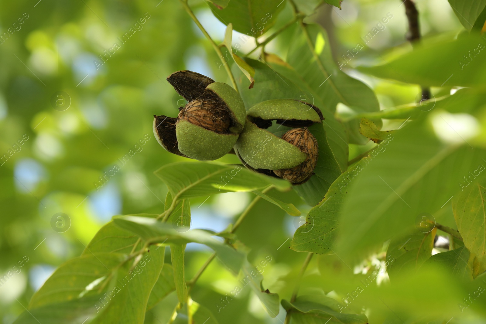 Photo of Ripe walnuts in husks growing on tree outdoors, closeup view