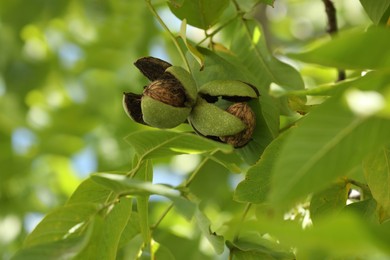 Ripe walnuts in husks growing on tree outdoors, closeup view