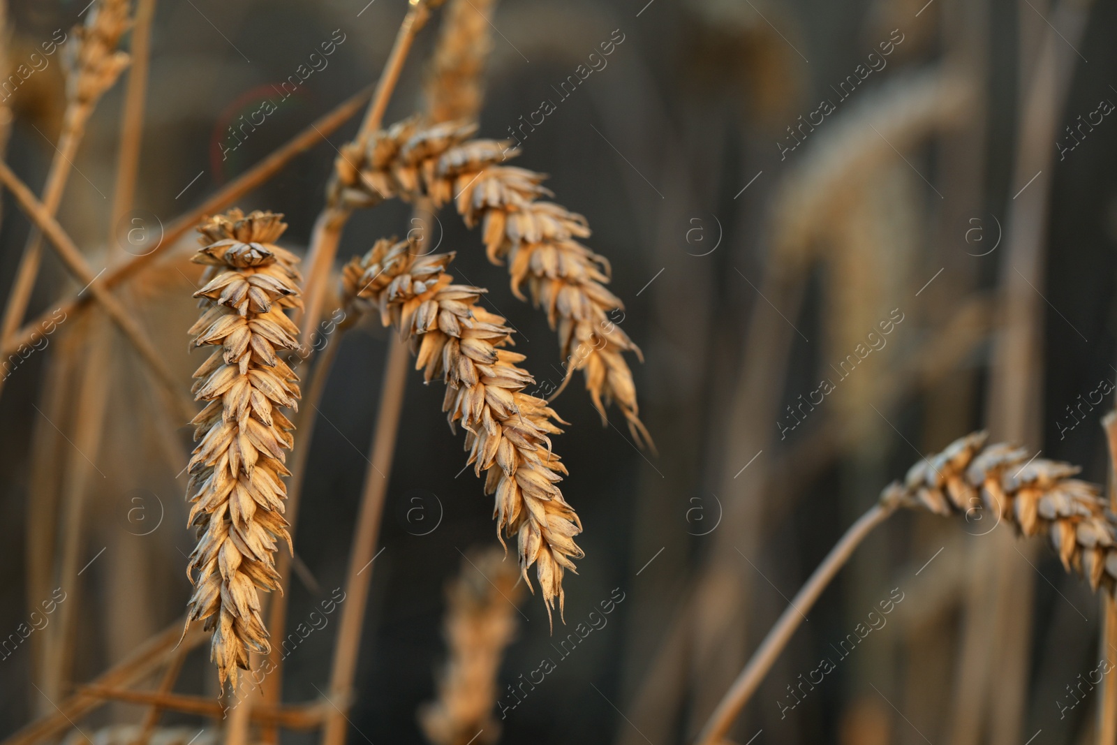 Photo of Ears of wheat in agricultural field on sunny day, closeup