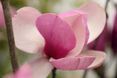 Photo of Beautiful blooming flower of magnolia tree on blurred background, closeup