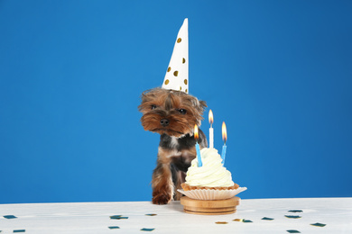 Photo of Cute Yorkshire terrier dog with birthday cupcake at table against blue background