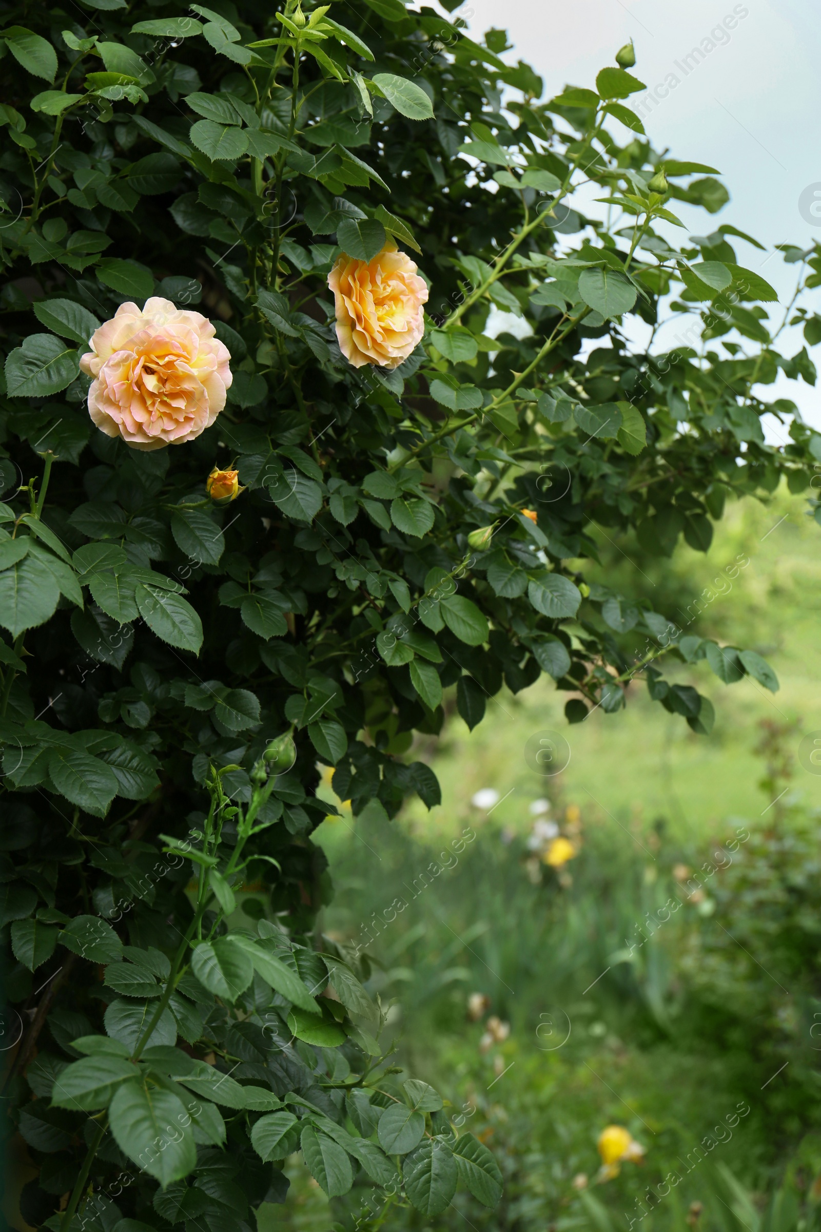 Photo of Beautiful blooming rose bush with coral flowers outdoors