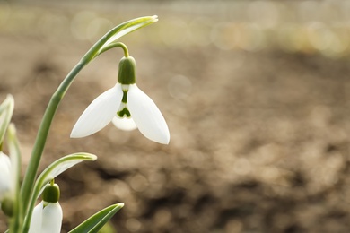 Beautiful snowdrops outdoors, closeup with space for text. Early spring flowers