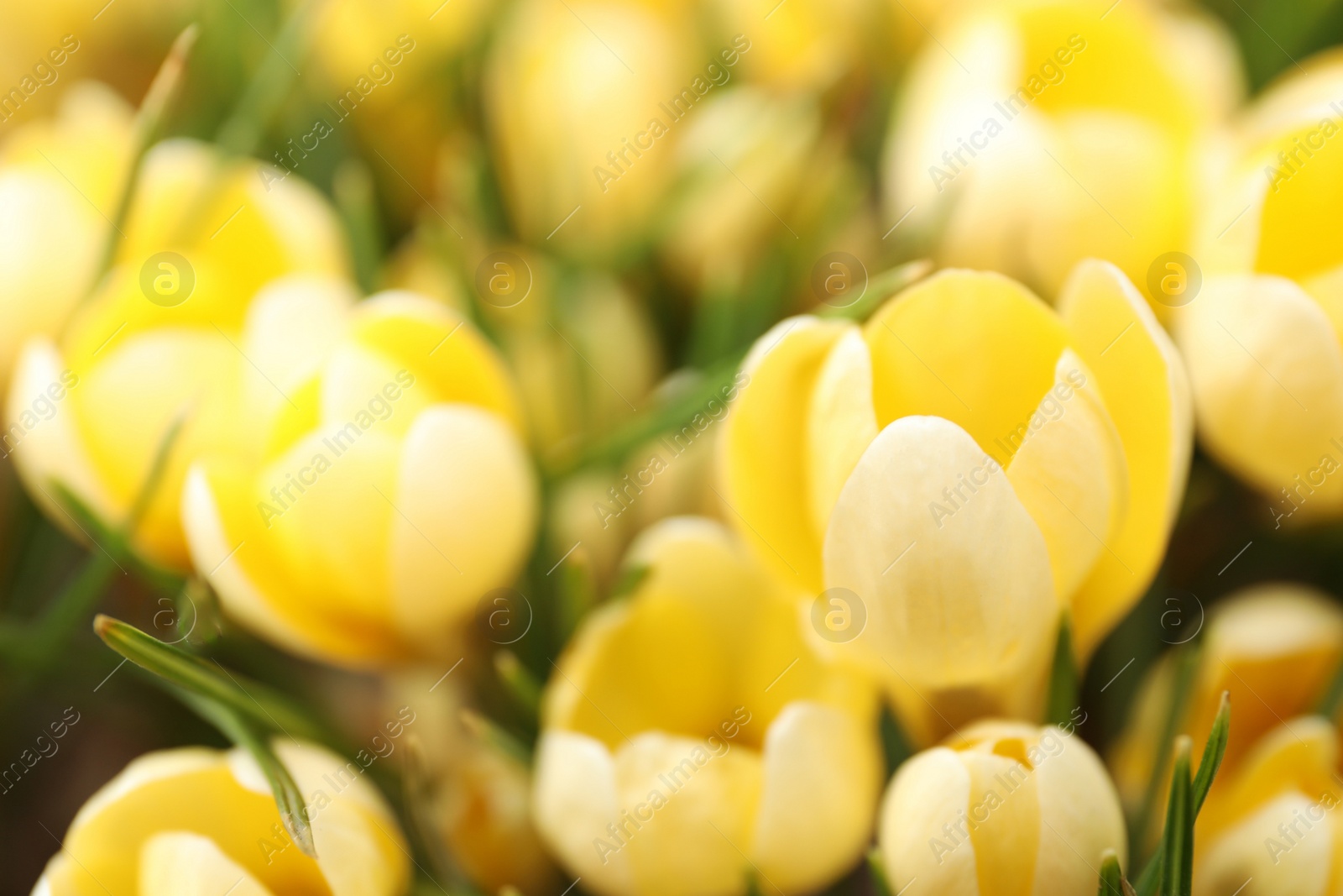 Photo of Beautiful yellow crocus flowers growing in garden, closeup