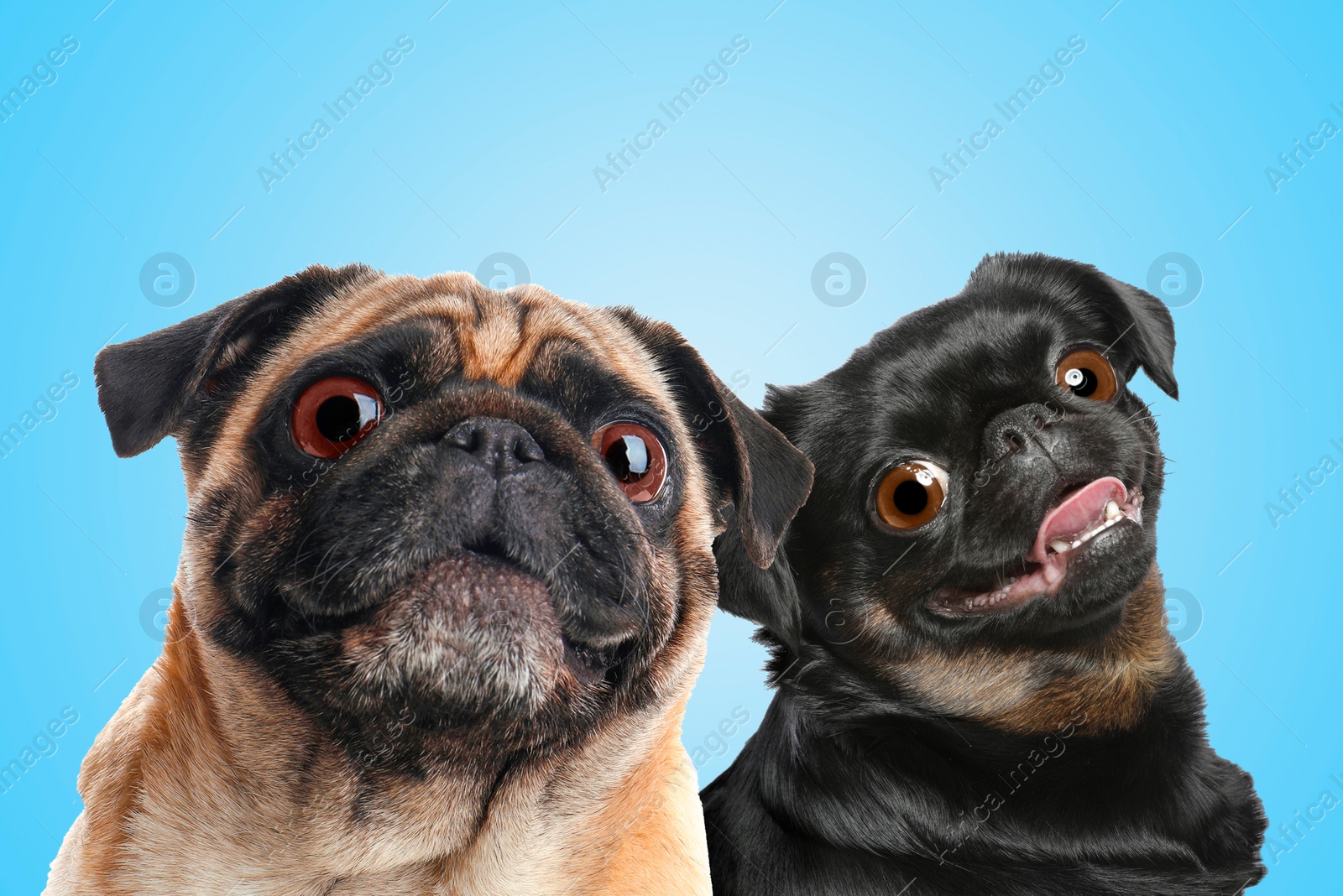 Image of Cute surprised animals on light blue background. Adorable Pug and Petit Brabancon dogs with big eyes