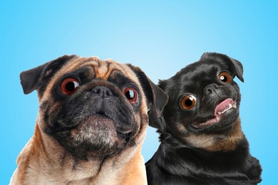 Image of Cute surprised animals on light blue background. Adorable Pug and Petit Brabancon dogs with big eyes