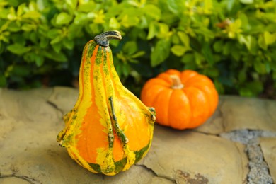 Photo of Whole ripe pumpkins on stone curb outdoors