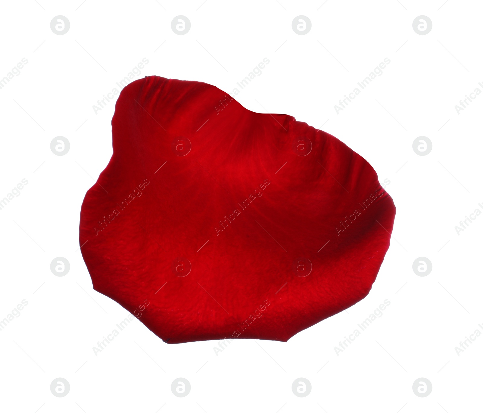 Photo of Red rose flower petal on white background