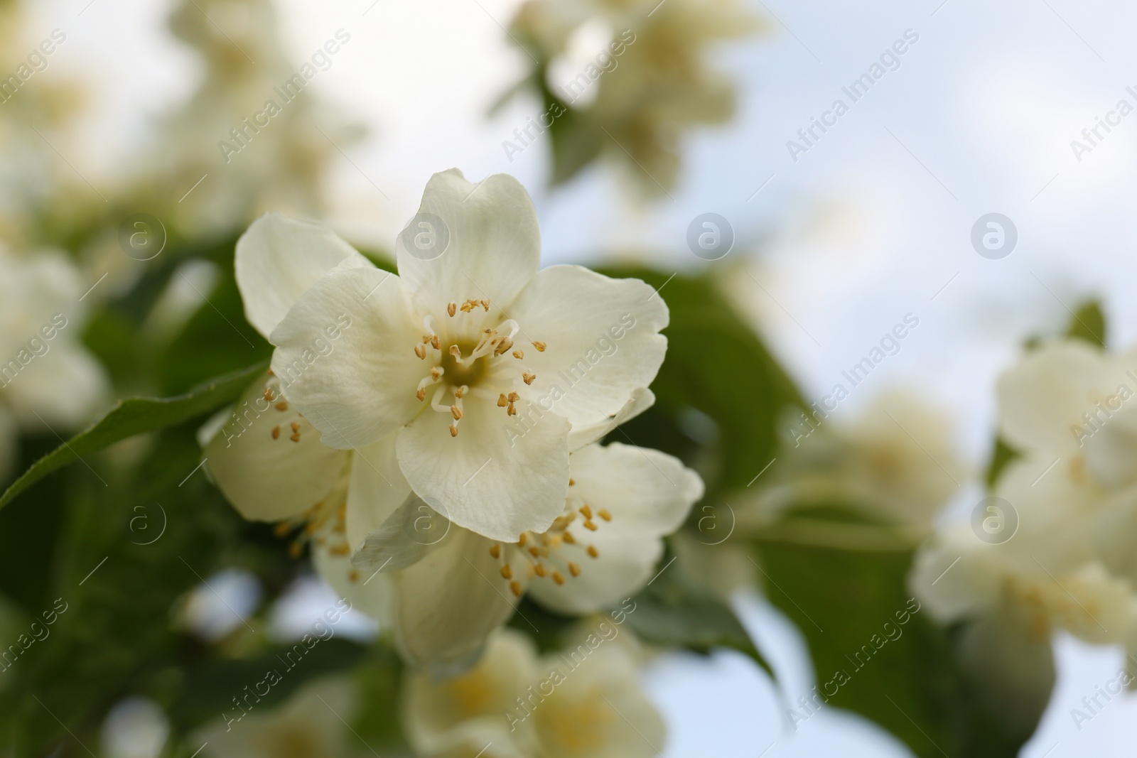 Photo of Beautiful blooming white jasmine shrub outdoors, closeup