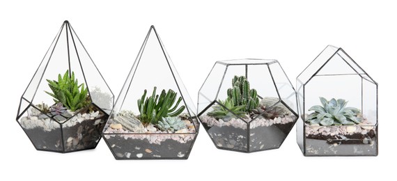 Photo of Glass florarium vases with succulents on white background