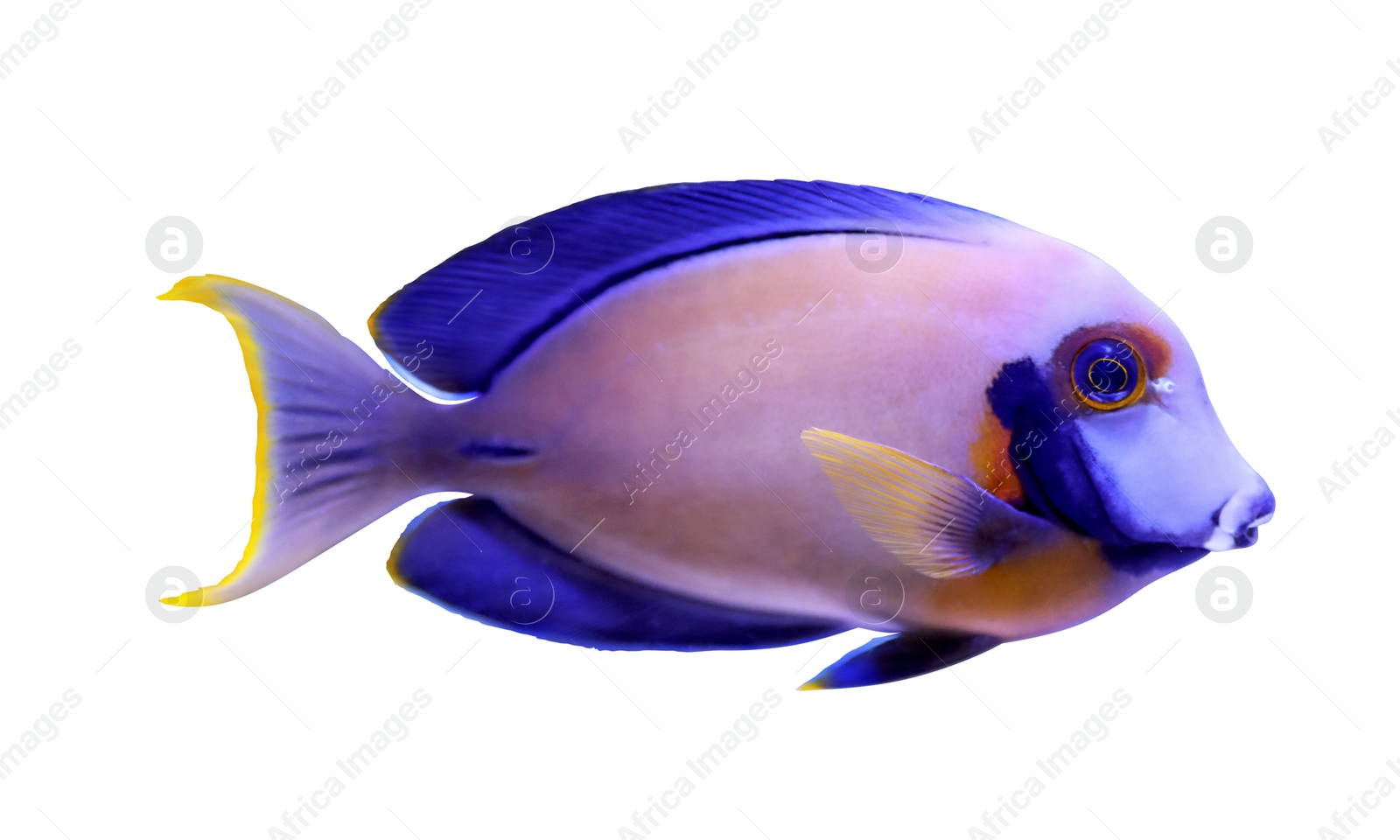 Image of Beautiful bright surgeon fish on white background