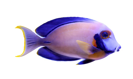 Image of Beautiful bright surgeon fish on white background