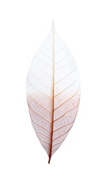 Photo of Beautiful decorative skeleton leaf on white background